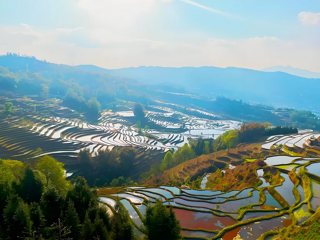 雲南紅河元陽哈尼梯田的壯麗景色，層層梯田在陽光下反射，周圍環繞青山與綠意。