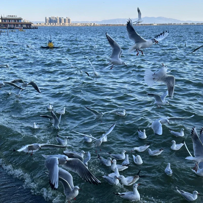昆明滇池湖面上成群海鷗飛翔覓食，白色鳥群在藍色湖水上盤旋，遠方可見城市建築與湖岸景色。