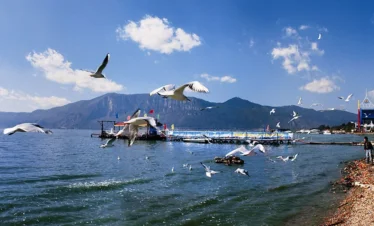 昆明滇池湖面上多隻海鷗展翅飛翔，湖水與遠處群山相映成景，岸邊遊客觀賞拍照，天空湛藍白雲點綴，展現滇池冬季海鷗聚集與高原湖泊風光的壯麗景象