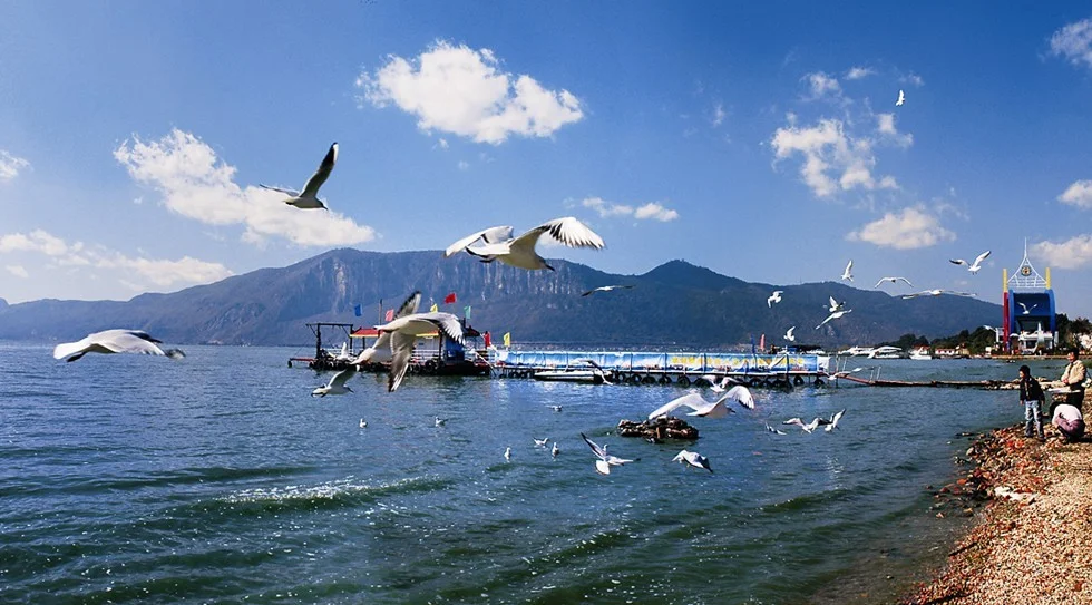 Dianchi Lake in Kunming 昆明滇池湖面上多隻海鷗展翅飛翔,湖水與遠處群山相映成景,岸邊遊客觀賞拍照,天空湛藍白雲點綴,展現滇池冬季海鷗聚集與高原湖泊風光的壯麗景象