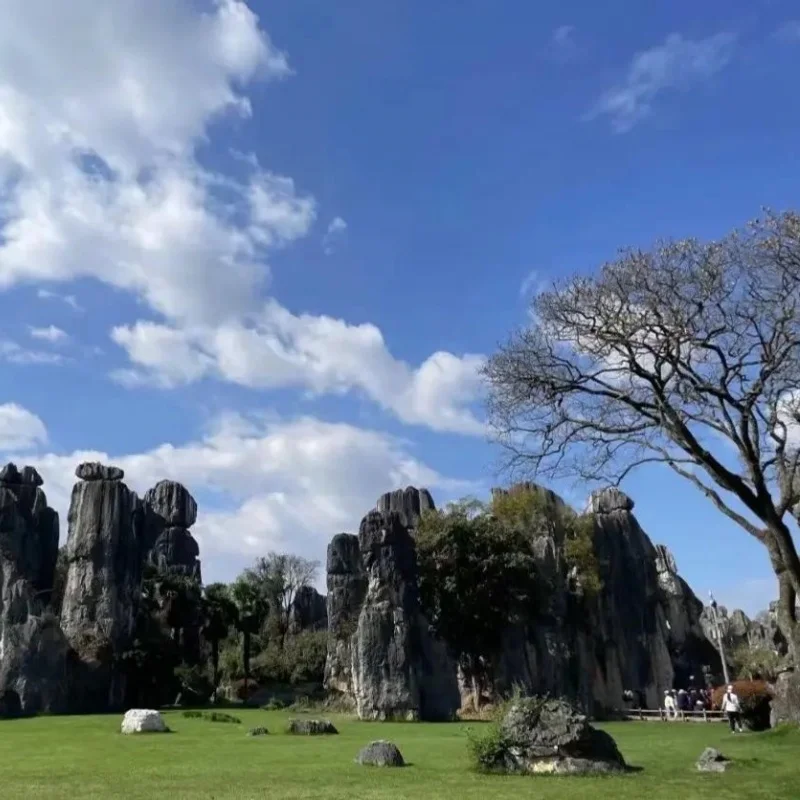 昆明石林風景區壯麗石灰岩地貌景觀，高聳奇特的石柱群矗立在綠色草地之上，藍天白雲與自然林木相互映襯，展現昆明石林風景區獨特的喀斯特地質奇觀與自然旅遊景色。