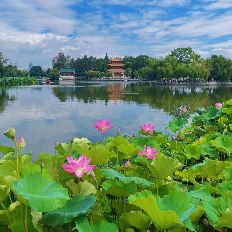 Kunming 昆明翠湖公園夏日景色,湖面平靜映照藍天白雲與古典亭閣建築,岸邊盛開粉色荷花與大片荷葉,綠樹環繞湖畔,呈現昆明城市中心優美寧靜的自然湖景與人文景觀。