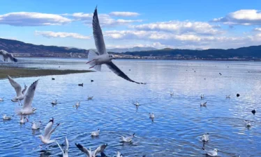 在 拉市海 湖面上，大群海鷗展翅飛翔與嬉戲，水面波光粼粼，遠處群山與藍天白雲相映成趣，景色寧靜而生動。