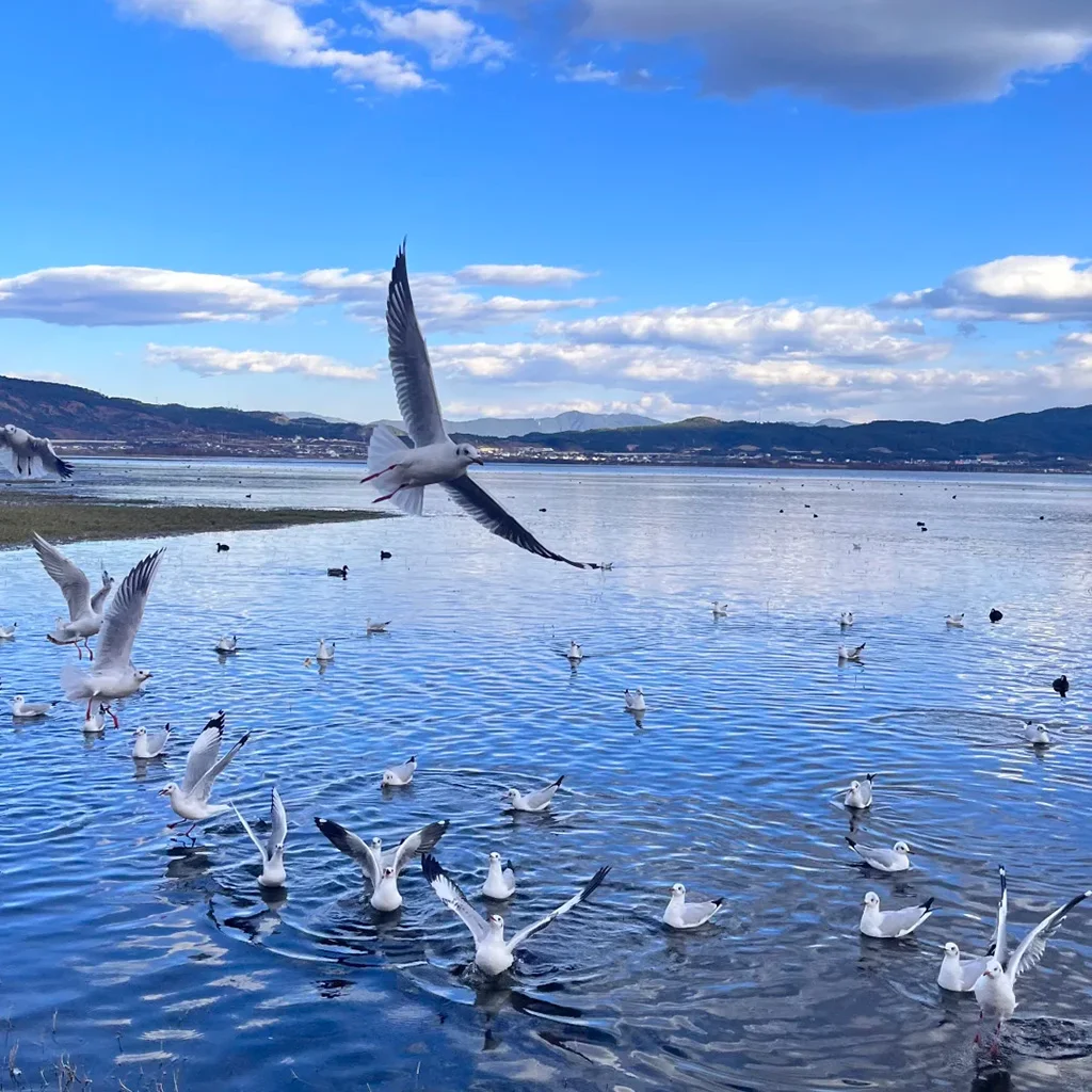 在 拉市海 湖面上，大群海鷗展翅飛翔與嬉戲，水面波光粼粼，遠處群山與藍天白雲相映成趣，景色寧靜而生動。