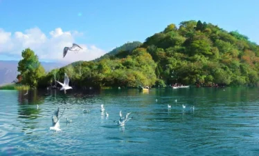 瀘沽湖裏務比島湖面碧綠清澈，數隻海鷗在水面飛翔與停留，遠處小島被茂密樹林覆蓋，湖面平靜映照藍天與群山，展現瀘沽湖寧靜優美的高原湖泊自然景觀
