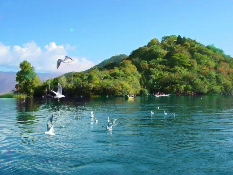 瀘沽湖裏務比島湖面碧綠清澈，數隻海鷗在水面飛翔與停留，遠處小島被茂密樹林覆蓋，湖面平靜映照藍天與群山，展現瀘沽湖寧靜優美的高原湖泊自然景觀