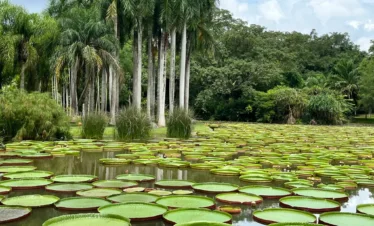 在 勐崙植物園 的水域中，大面積王蓮葉片漂浮水面，周圍環繞高大棕櫚樹，展現熱帶植物景觀。