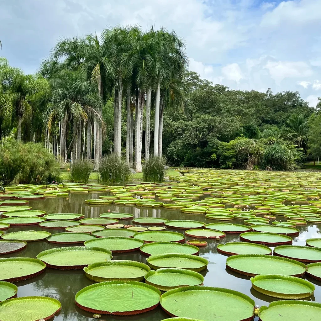 在 勐崙植物園 的水域中，大面積王蓮葉片漂浮水面，周圍環繞高大棕櫚樹，展現熱帶植物景觀。