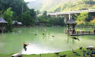 西雙版納原始森林公園自然湖泊景觀，湖面碧綠寧靜，孔雀與各種鳥類在水邊與空中飛舞，木製觀景亭與棧道環繞湖畔，遠處山林與高架橋相映成景，展現西雙版納原始森林公園豐富生態與熱帶雨林風光