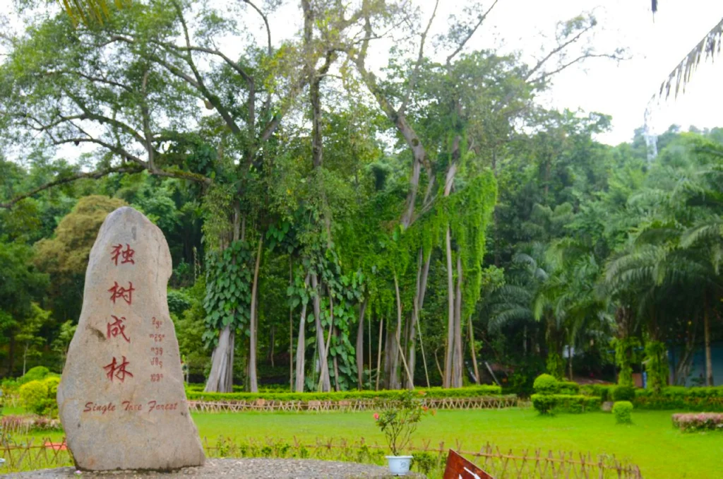 瑞麗獨樹成林景觀，一棵巨大榕樹枝幹繁茂、氣根垂落形成如森林般的景象，周圍綠意盎然，石碑標示景點名稱，展現瑞麗獨樹成林獨特的熱帶自然奇觀。