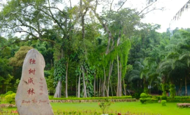 瑞麗獨樹成林景觀，一棵巨大榕樹枝幹繁茂、氣根垂落形成如森林般的景象，周圍綠意盎然，石碑標示景點名稱，展現瑞麗獨樹成林獨特的熱帶自然奇觀。