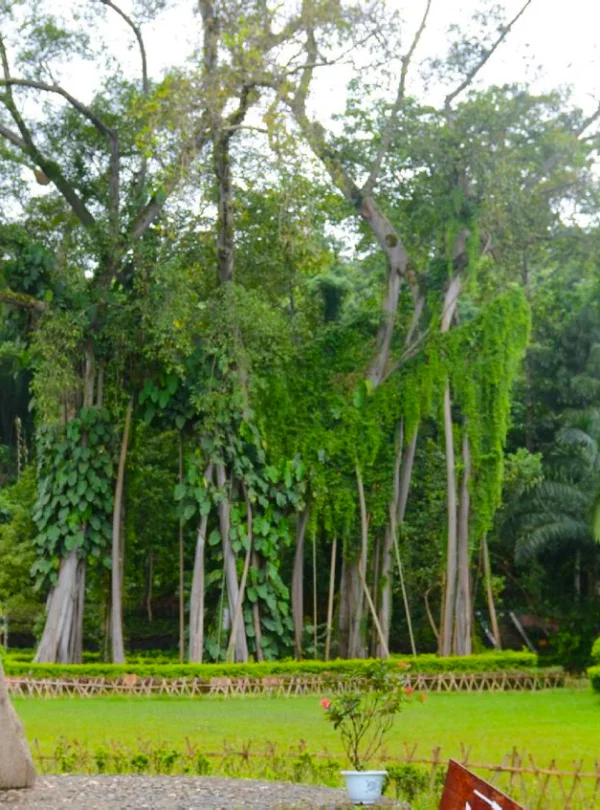 瑞麗獨樹成林景觀，一棵巨大榕樹枝幹繁茂、氣根垂落形成如森林般的景象，周圍綠意盎然，石碑標示景點名稱，展現瑞麗獨樹成林獨特的熱帶自然奇觀。