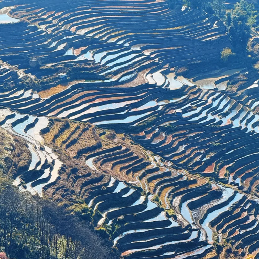 雲南壩達景區梯田景觀，層層曲線般的梯田沿著山坡延展，水面映照天空與山影，形成壯麗的自然圖案。梯田高低起伏、線條優美，展現壩達景區獨特的農耕文化與壯觀高原梯田風光。