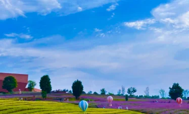 東風韻景區彩色花田與綠色茶園景觀，起伏丘陵間種滿紫色花海與整齊茶田，草地上點綴彩色熱氣球裝置藝術，在藍天白雲映襯下呈現東風韻景區浪漫且富有在地特色的自然風光。