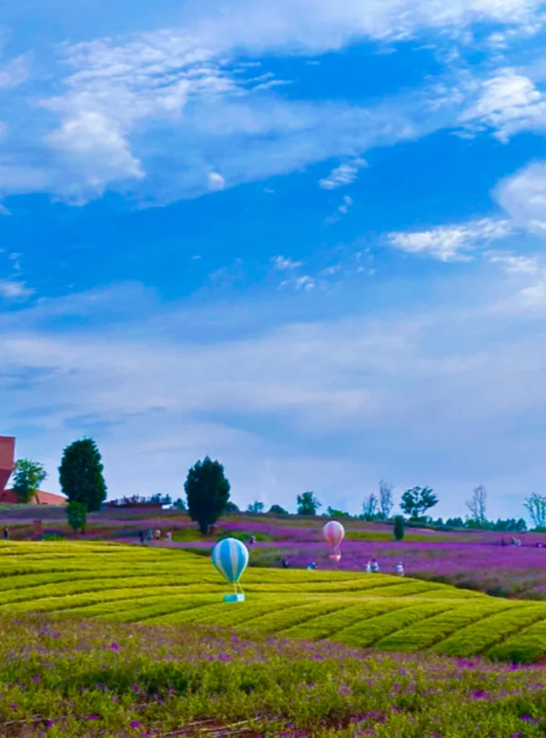 東風韻景區彩色花田與綠色茶園景觀，起伏丘陵間種滿紫色花海與整齊茶田，草地上點綴彩色熱氣球裝置藝術，在藍天白雲映襯下呈現東風韻景區浪漫且富有在地特色的自然風光。