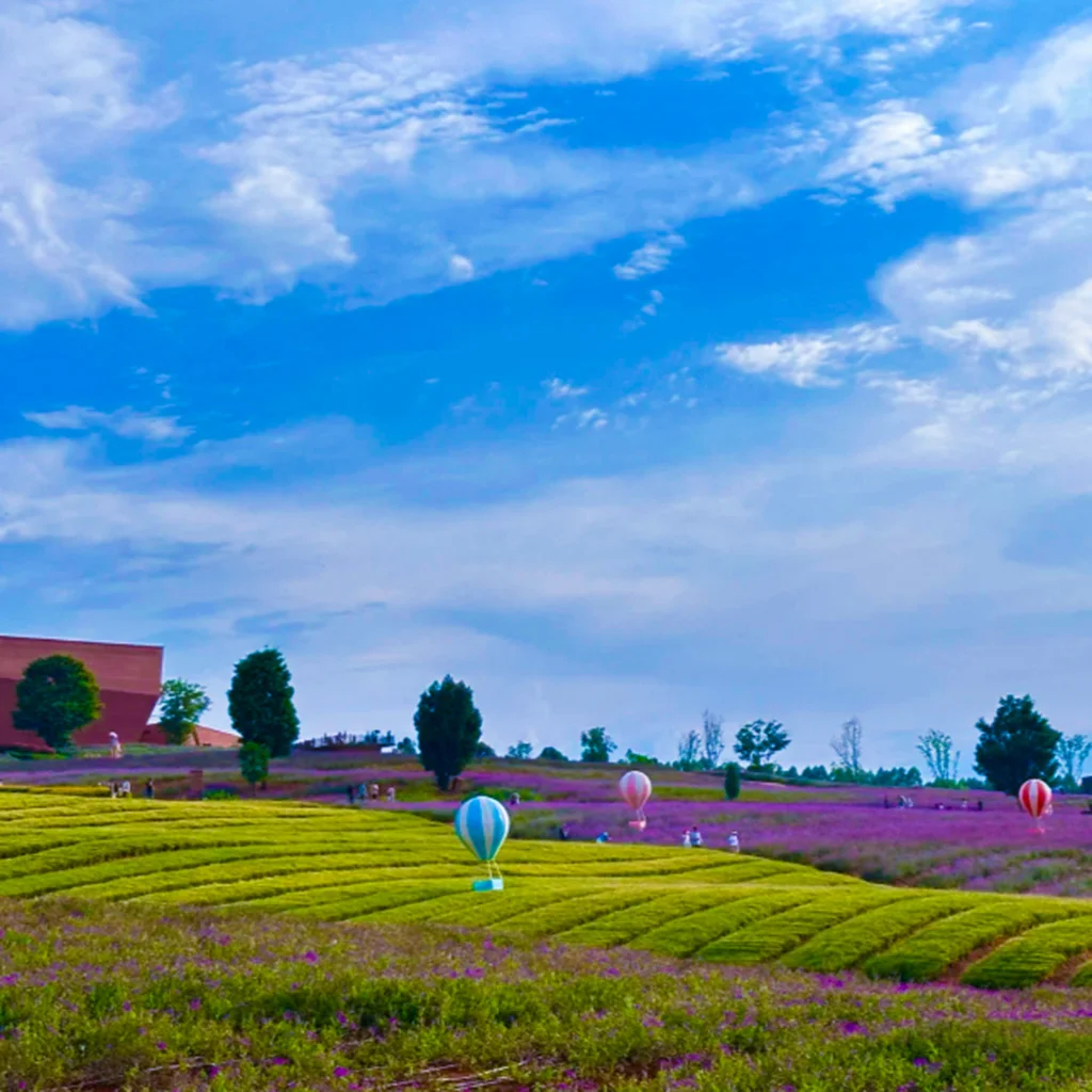 東風韻景區彩色花田與綠色茶園景觀，起伏丘陵間種滿紫色花海與整齊茶田，草地上點綴彩色熱氣球裝置藝術，在藍天白雲映襯下呈現東風韻景區浪漫且富有在地特色的自然風光。