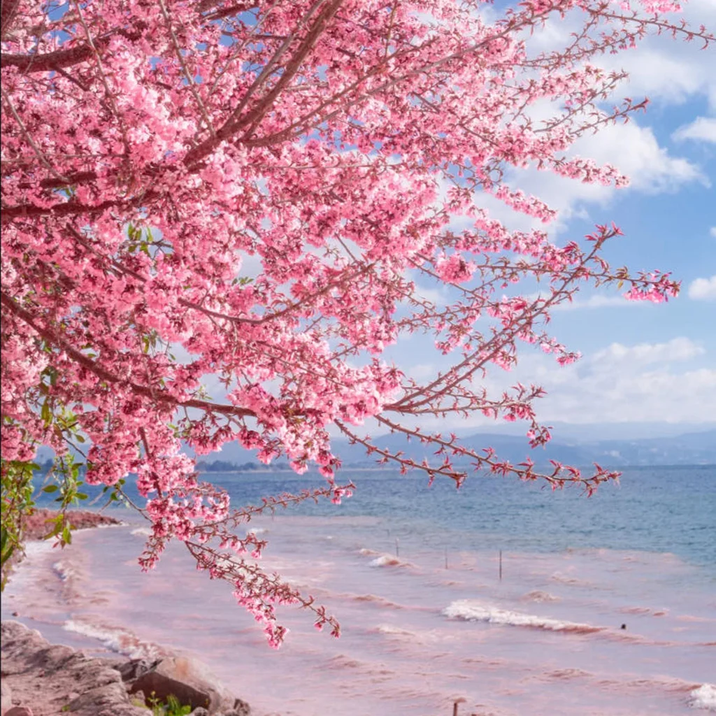 雲南春季景點 撫仙湖櫻花谷 的櫻花與湖畔景觀。粉色櫻花枝條在畫面前景盛開，延伸至湖面上方，背景是湛藍的 撫仙湖 湖水與遠山，在藍天白雲映襯下展現春日自然風光。