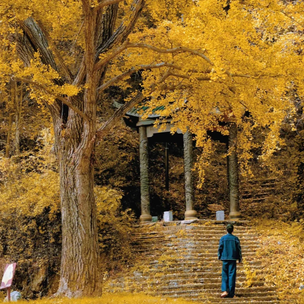 Ginkgo Village 銀杏村秋季金黃銀杏林景觀,高大銀杏樹覆滿金色葉片,古樸石階通往林間亭閣,遊客漫步其中,滿地落葉鋪成金色地毯,展現銀杏村秋日最具代表性的自然風光與靜謐古樸的人文景致。