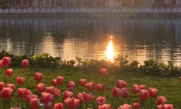 昆明翠湖公園湖畔鬱金香花海景觀，粉紅色鬱金香盛開於草地前景，夕陽灑落在湖面形成金色倒影，湖畔樹木與白色欄杆映襯寧靜氛圍，展現昆明翠湖公園優美且浪漫的城市自然風景。