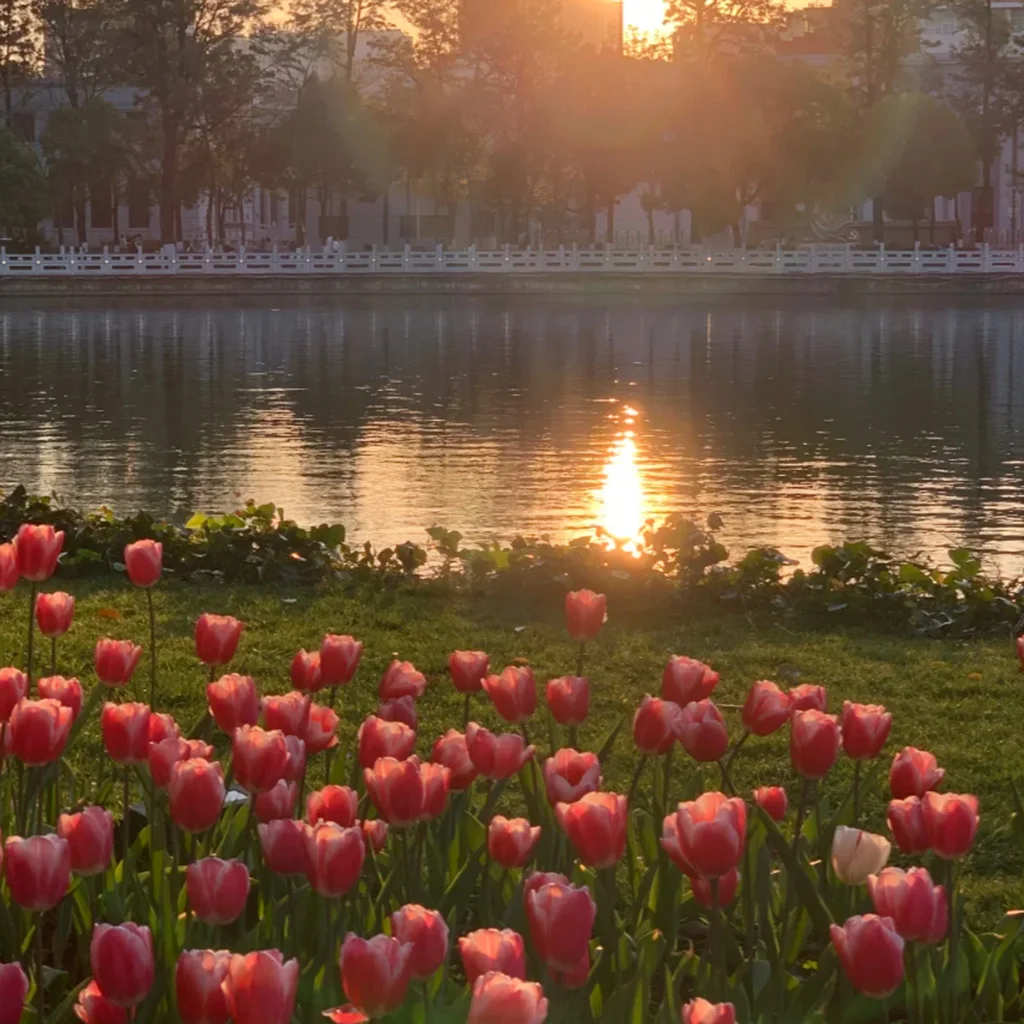 昆明翠湖公園湖畔鬱金香花海景觀，粉紅色鬱金香盛開於草地前景，夕陽灑落在湖面形成金色倒影，湖畔樹木與白色欄杆映襯寧靜氛圍，展現昆明翠湖公園優美且浪漫的城市自然風景。