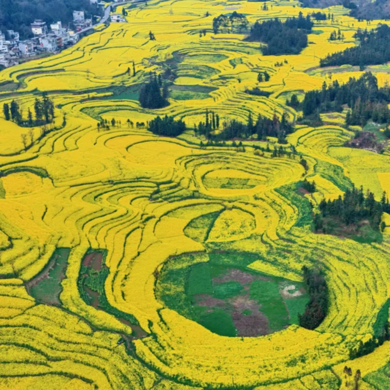 航拍視角展示 罗平螺丝田 的油菜花田。層層梯田形成螺旋狀與曲線圖案，大片金黃色油菜花覆蓋山坡，間有綠地與樹林點綴，遠處村莊與道路若隱若現。