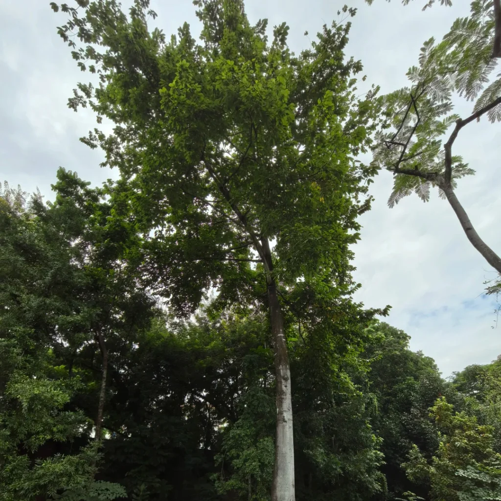 Arrow poison tree