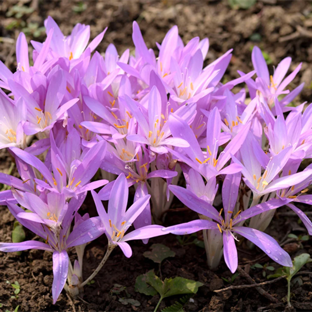 Autumn crocus