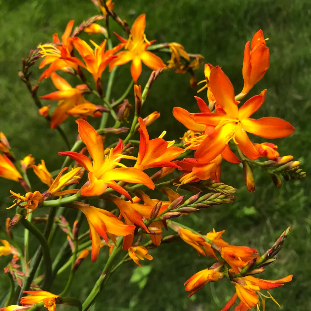 Flame Orchid