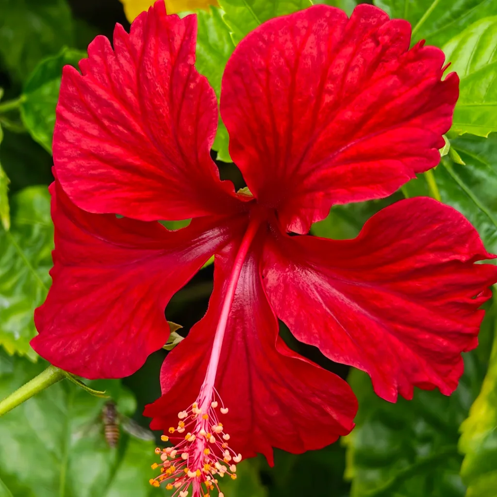 Hibiscus