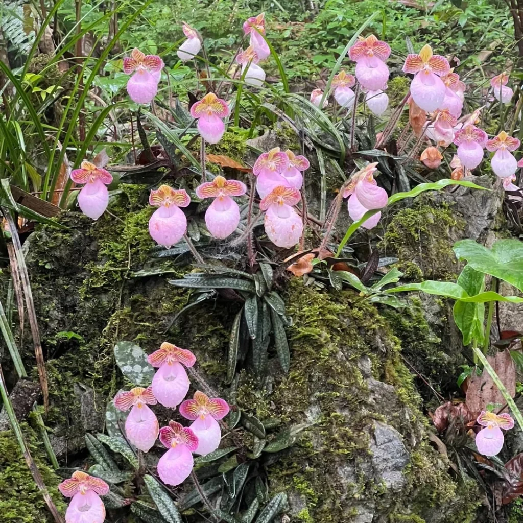 Jade Maiden Paphiopedilum