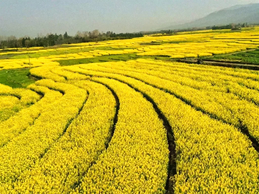 騰衝界頭油菜花田的高空視角，蜿蜒的田埂與金黃花海交織成天然的大地藝術，是春日限定的視覺震撼。