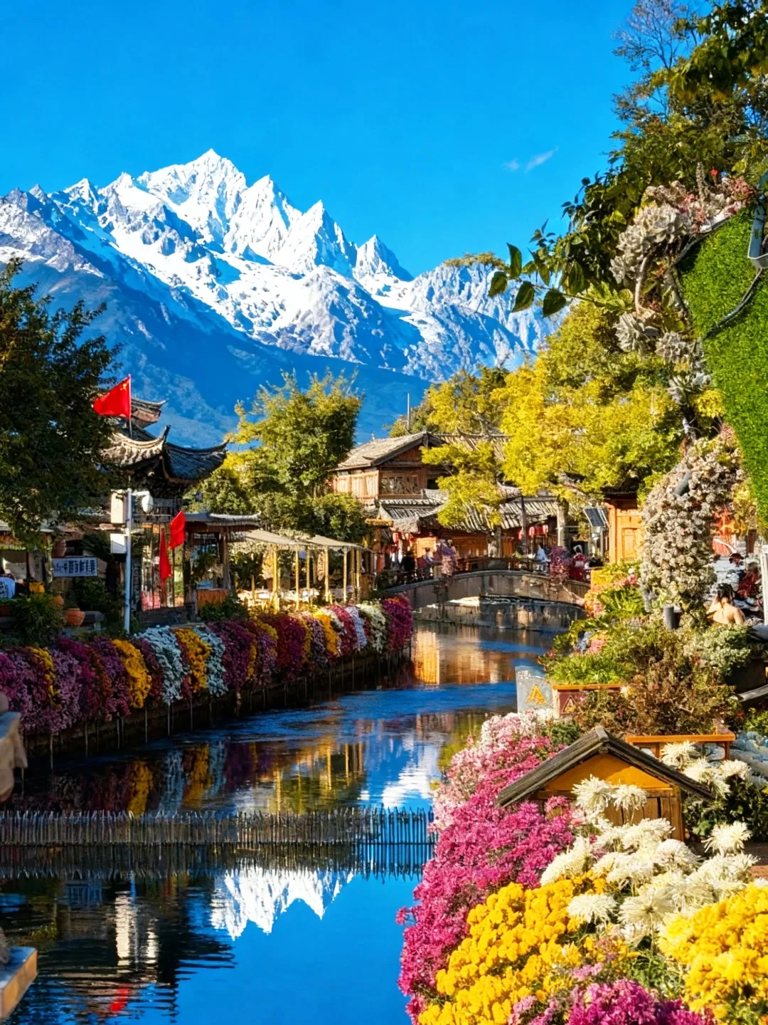 麗江古城秋季花海與玉龍雪山景觀。