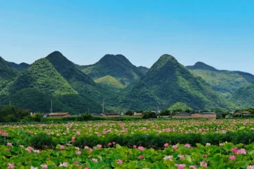 Puzhehei Flower Sea 普者黑廣闊的粉紅荷花海與綠色蓮葉,背景為晴空下起伏的綠色喀斯特山脈。