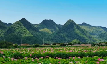 普者黑廣闊的粉紅荷花海與綠色蓮葉，背景為晴空下起伏的綠色喀斯特山脈。