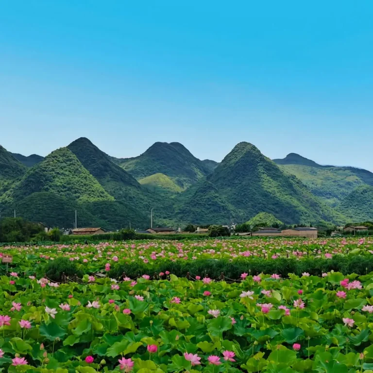 普者黑廣闊的粉紅荷花海與綠色蓮葉，背景為晴空下起伏的綠色喀斯特山脈。