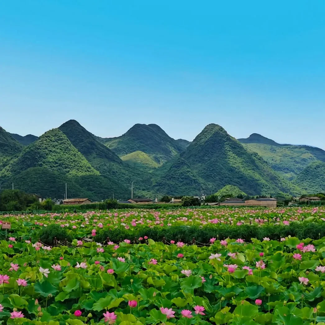 普者黑廣闊的粉紅荷花海與綠色蓮葉，背景為晴空下起伏的綠色喀斯特山脈。
