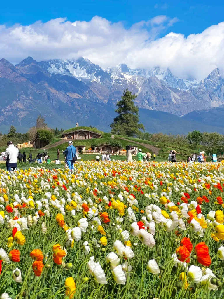 麗江春季花海景色，遊客漫步花田，背景為玉龍雪山。
