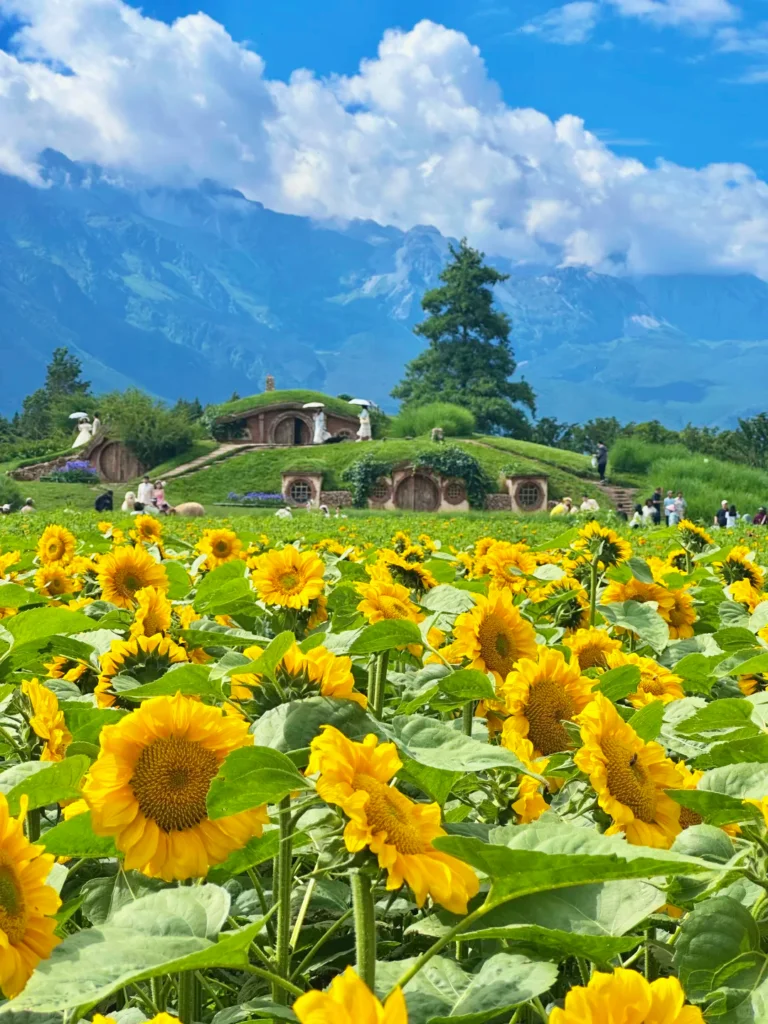 麗江夏季向日葵花海與田園山景。