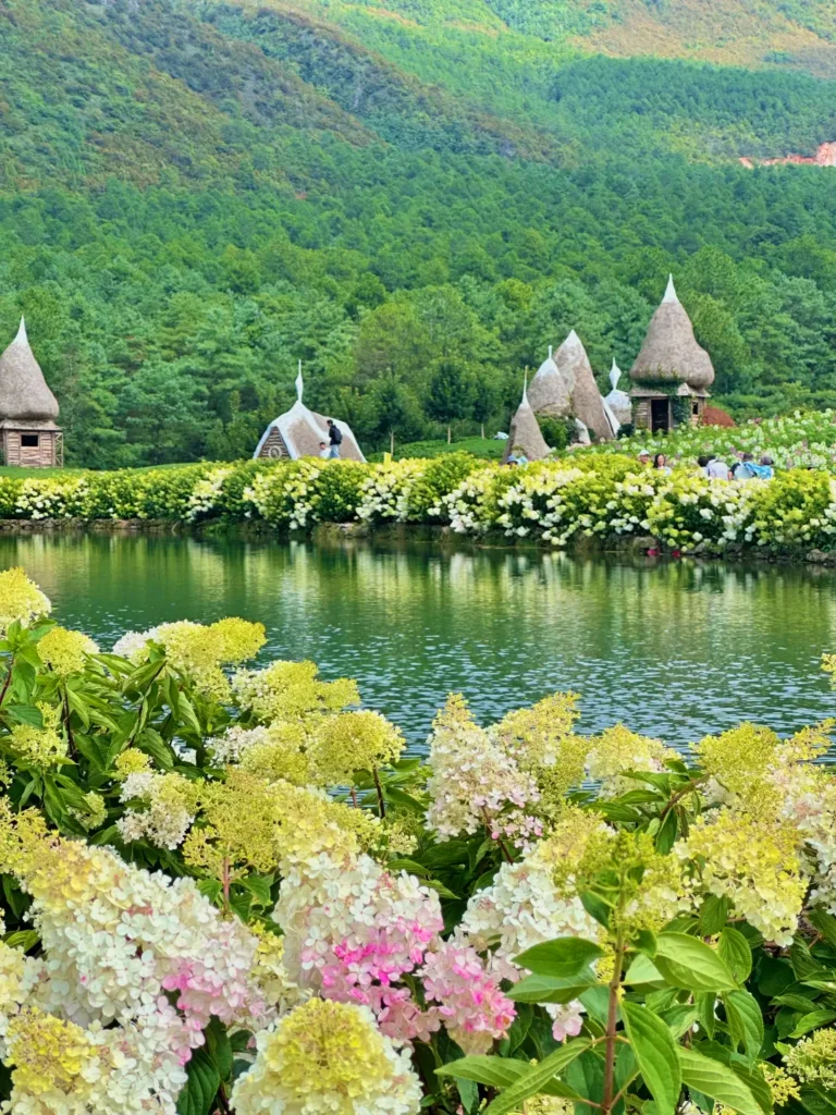 麗江夏季湖畔繡球花盛開，搭配綠色山林景觀。