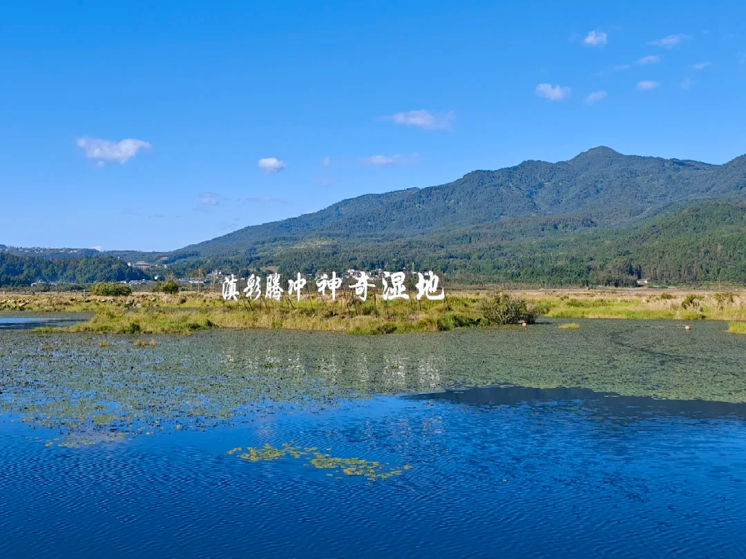 騰衝北海濕地公園，被稱為「神奇濕地」，擁有獨特的漂浮草排生態，是火山堰塞湖形成的高原濕地秘境。