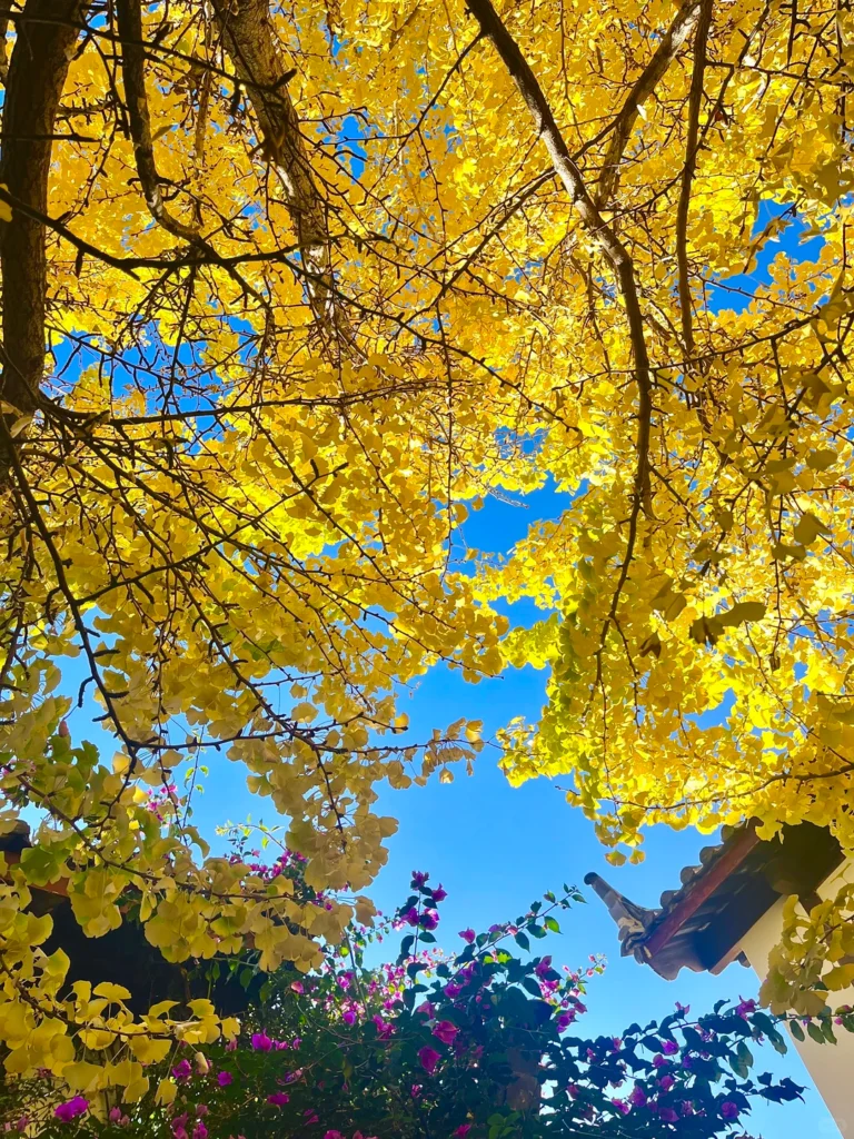 麗江秋季銀杏樹冠與庭院花卉景觀。