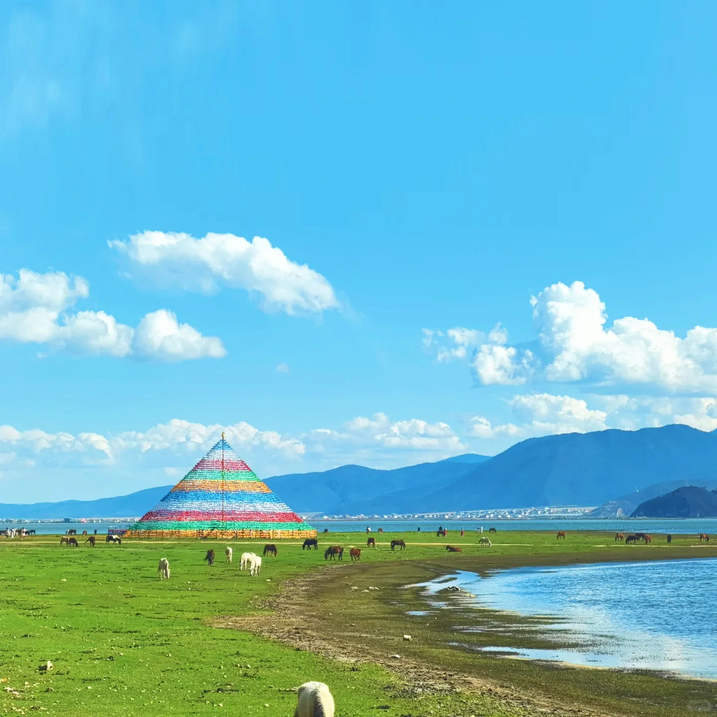 napahai lake shangri la highland wetland yunnan grassland 香格里拉納帕海高原湖泊與濕地草原風光及牧馬景象