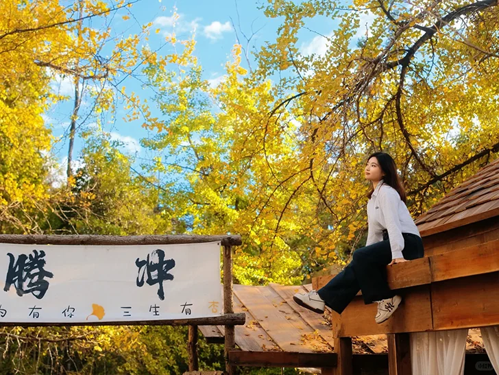 騰衝銀杏村的木棧平台打卡點，坐在原木屋頂上，被金黃銀杏與藍天環繞，是秋日限定的療癒畫面。