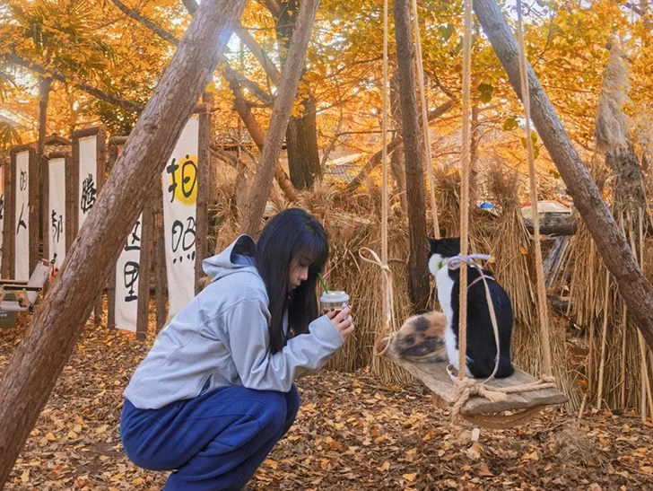 騰衝銀杏村的森系打卡角落，秋千上的貓咪、金黃落葉與原木裝置，營造出超治愈的秋日氛圍。