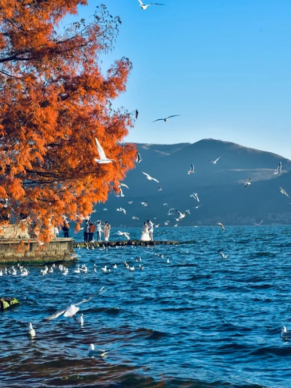Autumn Scenery in Dali 1 rljk6315ac06kbpwzetqacq8enln58ziw5j5lm1gsg 大理秋季景色,洱海湖面飛翔的海鷗與紅色樹葉,遊客在湖畔欣賞自然風光。