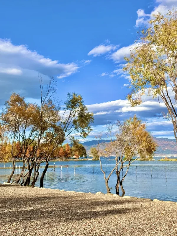 Autumn Scenery in Dali 2 rljk8qwonfnfgjunfk9ocoj8zyh2ydk59c2oju3b5s 大理秋季景色,洱海旁的彩色樹木與藍天,呈現寧靜自然的氛圍。