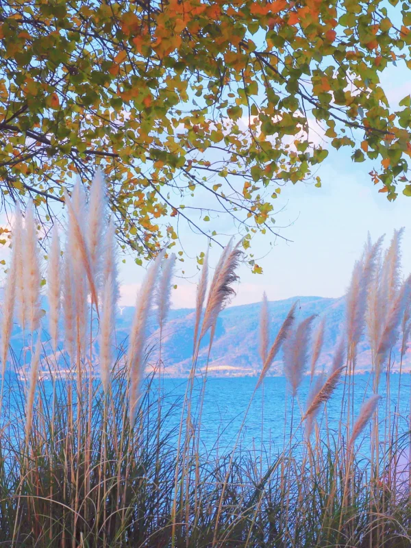 Autumn Scenery in Dali 4 大理秋季景色,洱海湖畔蘆葦與遠方山景,色調柔和自然。