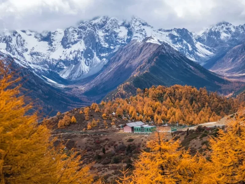 Baimang Snow Mountain 1 在 白马雪山,金黄林海铺展山间,远处雪峰巍峨,云雾缭绕,呈现出层次丰富的高原秋冬景观。