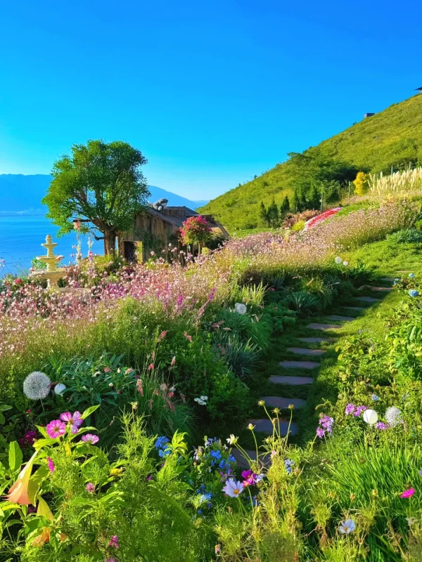 Dali Flower Sea 1 大理花海山坡景觀,花卉層層綻放並遠眺洱海。