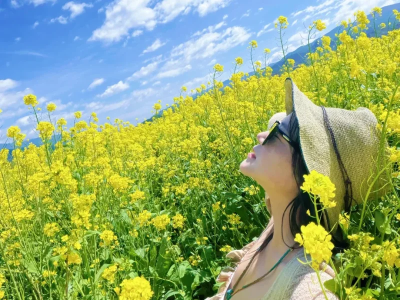 Dali Flower Sea 2 1 大理花海黃花盛開,人物置身花田中,畫面清新自然。